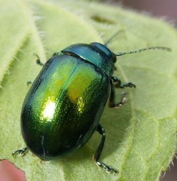 Behind the Design: Crafting the Beetles of Oxfordshire Publication